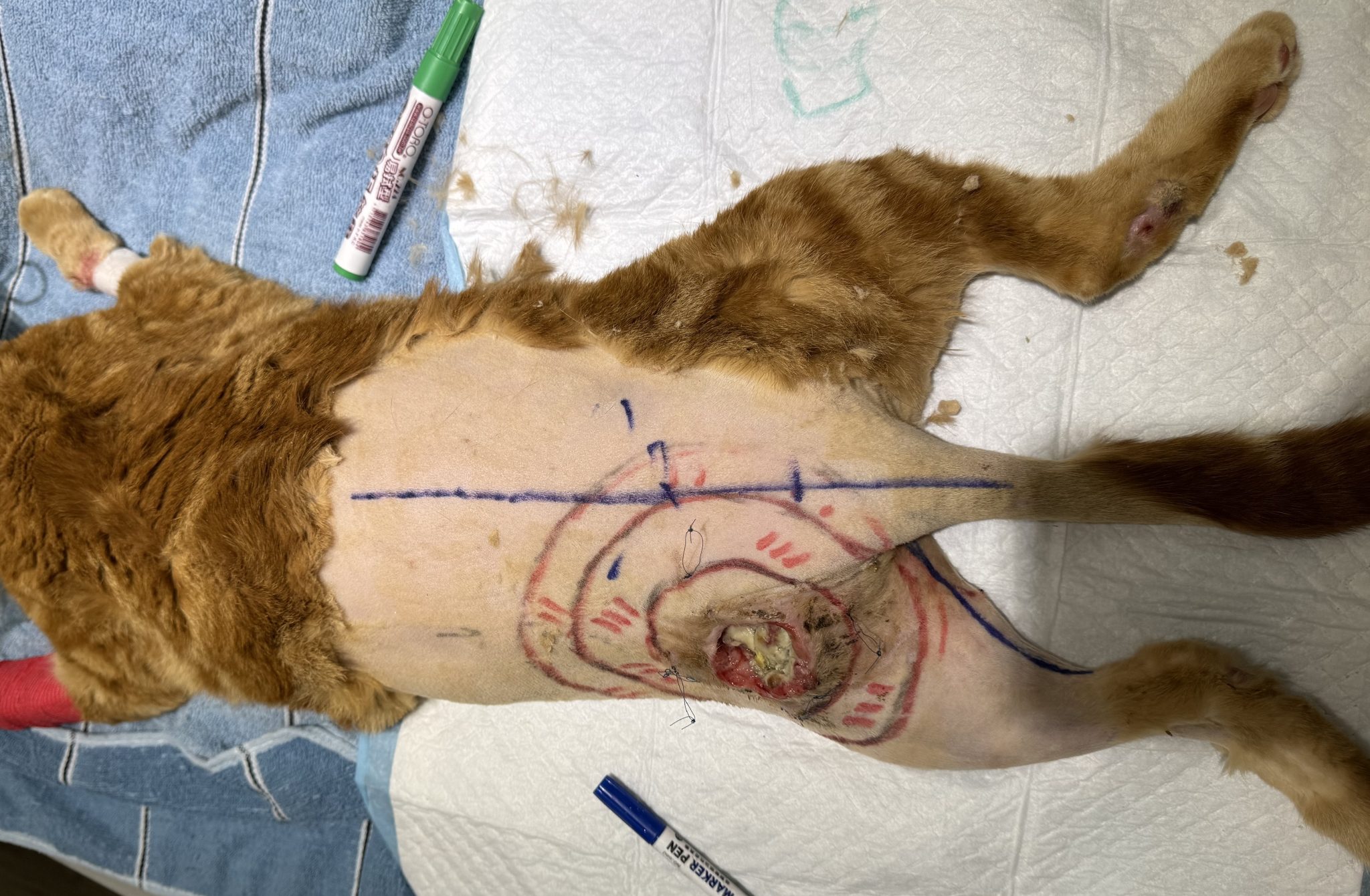 Program Injection 40 Cats Injection Site Sarcomas in Cats: How Much Is Enough for Surgery? - 黃俊元 ...